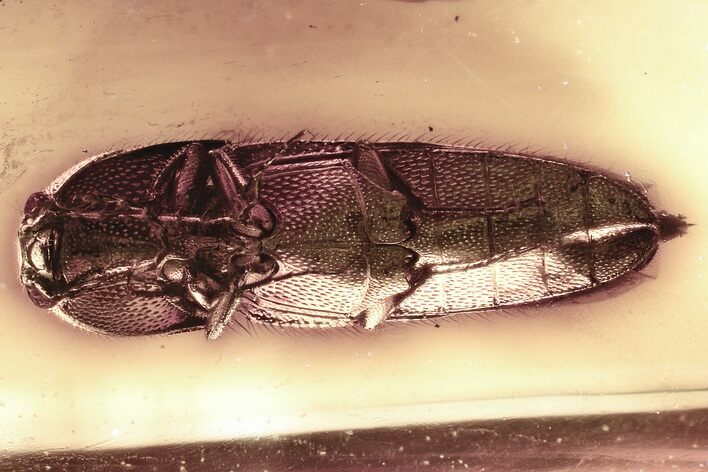 Detailed Fossil False Click Beetle (Eucnemidae) in Baltic Amber #346595